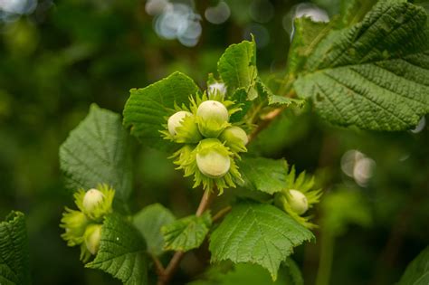 Image result for Hazelnut Hazel Tree