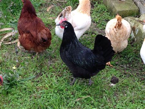 Black Minorca? Leghorn? | BackYard Chickens - Learn How to Raise Chickens