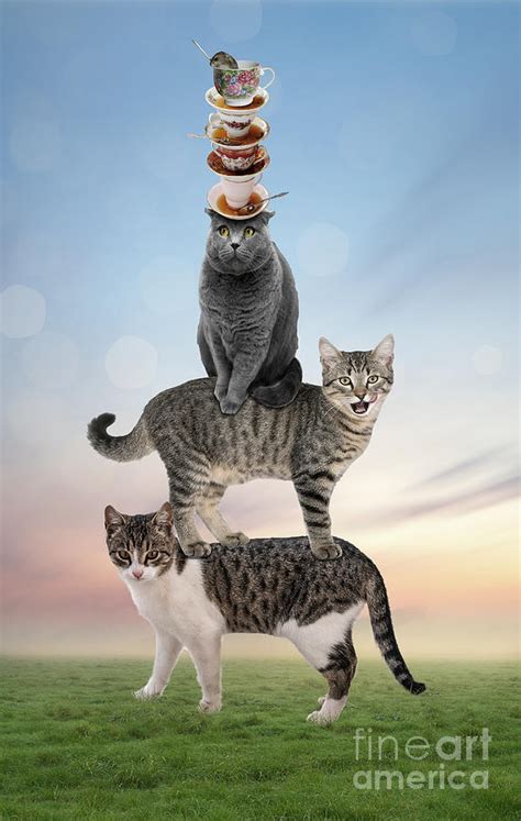 Stack Cats Challenge 的图像结果