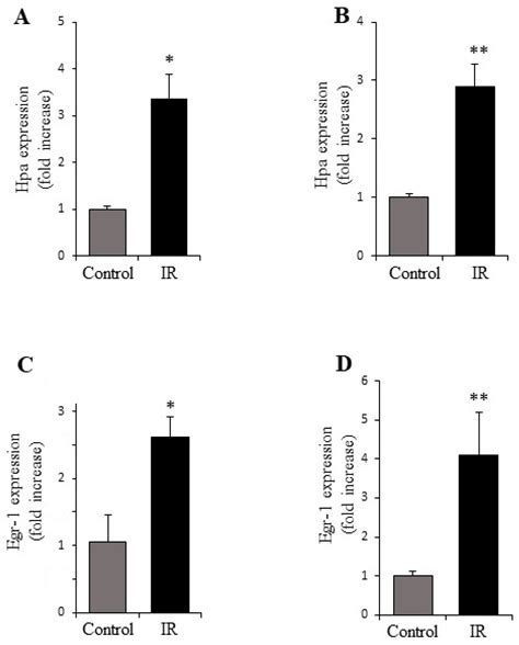 Radiation-Induced Nephropathy in the Murine Model Is Ameliorated by ...
