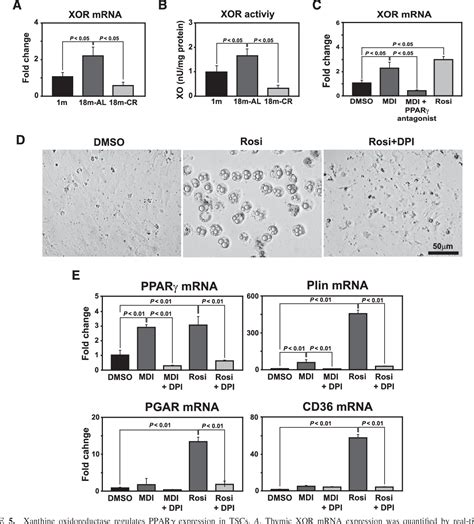 Image result for What Is Thymic Involution