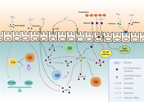 Frontiers | Interaction between gut microbiota and immune checkpoint inhibitor-related colitis