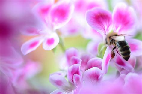 Maine Beginner Beekeeping Supplies Bees For Sale | Lappe's Bee Supply ...