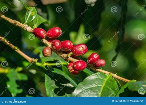 Fresh Organic Red Raw and Ripe Coffee Cherry Beans on Tree. Stock Image ...