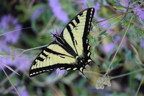 Insect Locomotion 的图像结果