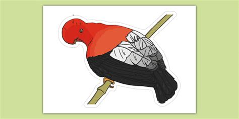 Gallito de las rocas - Dibujo | Twinkl Perú (teacher made)