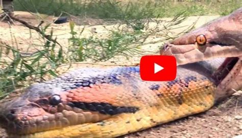 Image result for Amazing Python Fights