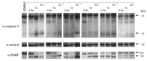 Characterization of Stable Pyrazole Derivatives of Curcumin with ...