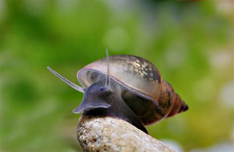 Aquarium Snails Freshwater Snails | Snails For Sale | Shrimpy Business