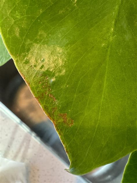 Are these signs of thrips damage? How do I get rid of them? I have ...