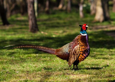 South Dakota at a glance - Kids | Britannica Kids | Homework Help