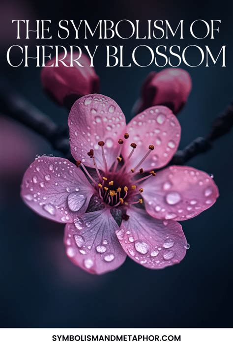 Cherry Blossom Meaning and Symbolism (Hope & Peace)