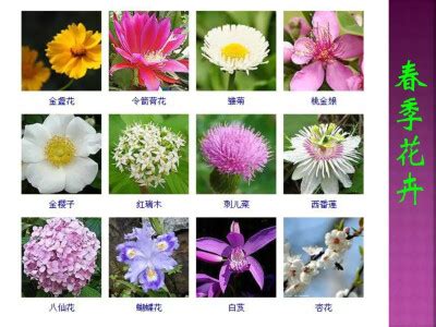 花卉名称大全-313种草本木本花卉图片-你知道这是什么花么_孙平元_新浪博客