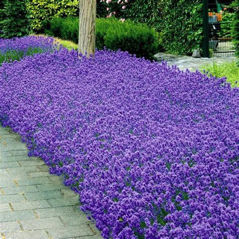 Is Lavender A Perennial