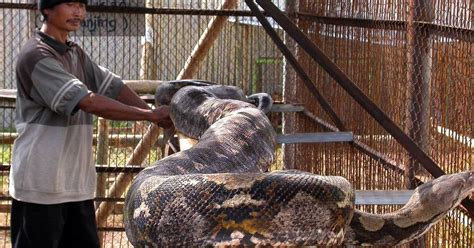 Image result for Giant.python Found in Indonesian