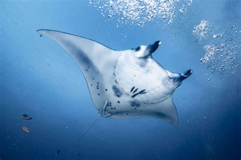 Animals In Bali: Your Guide To All The Animals And Their Natural Environments On The Island