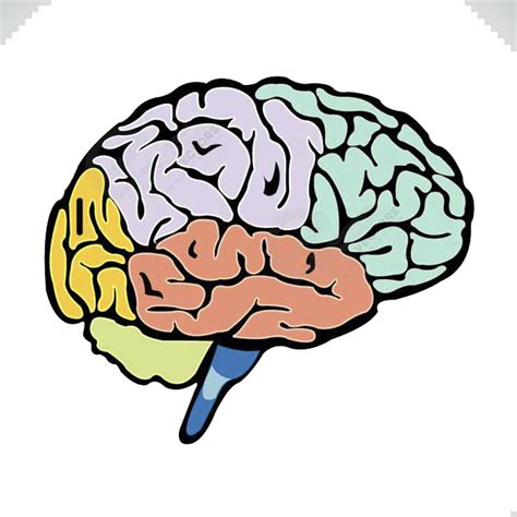 Image result for Brain