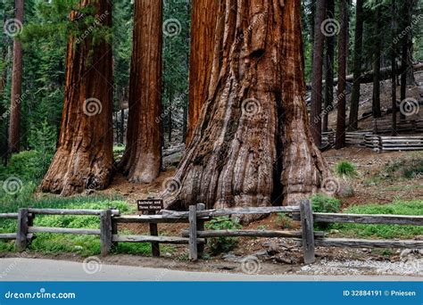 Endangered Species In Yosemite