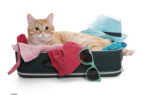 Do Hotels Allow Cats? - 21Cats.org