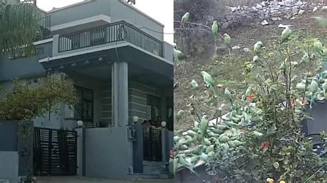 पति-पत्नी ने तोतों के लिए खरीदा प्लॉट, यहां है 10 हजार पक्षियों का ...