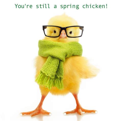 Image result for Spring Chicken Sing and Sign