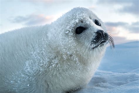 Seals Animals Wildlife Navy Seals: Why The Military Uses Marine