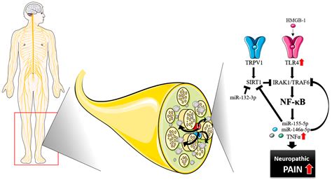 Local Inflammatory Mediators Involved in Neuropathic Pain