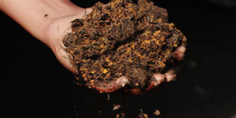berikut ini yang langsung terbentuk setelah proses fertilisasi adalah