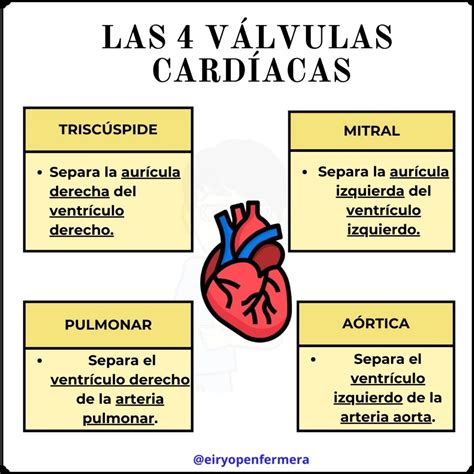 Eiryopenfermera on Instagram: "Las 4 cavidades del corazón y las 4 ...