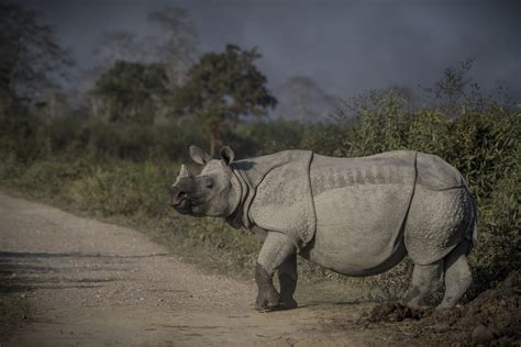 Six Life Lessons From Rhinos | Nature inFocus