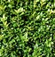 Image result for Boxwood Shrubs in Pots