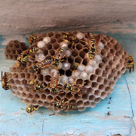 Image result for Apollo Pest Control