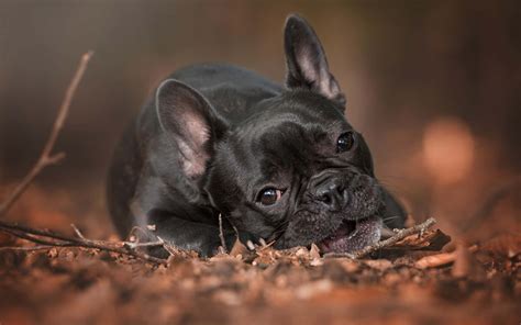 Brindle French Bulldog Wallpaper Hd