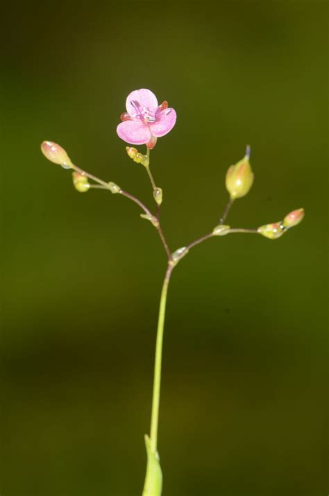 Murdannia dimorpha (Dalzell) G.Brückn. | Plants of the World Online ...