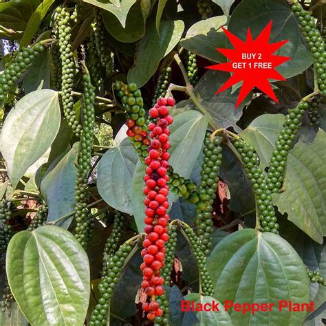 Black Pepper Plant NParks | Piper Nigrum