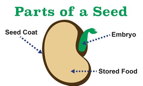 Parts Of A Seed Label at Adriana Fishburn blog