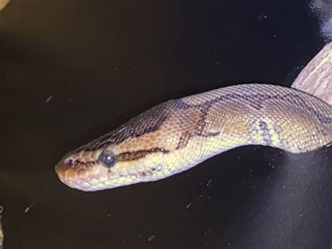 Image result for Ball Python Angry
