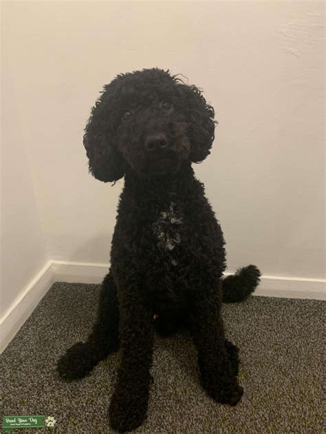 Image result for Black Cockapoo Dog