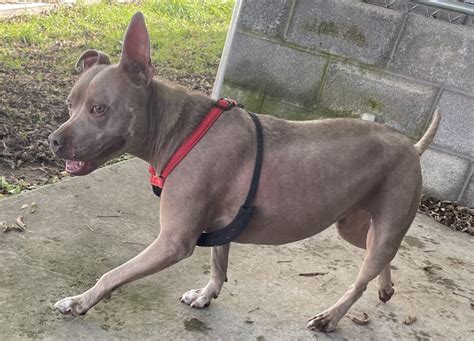 Beverly Animal Shelter | The animals thank you so much for all you do