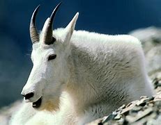 mountain goats 的图像结果