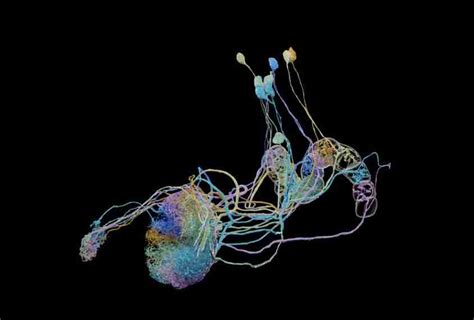 Brain Map Example 的图像结果