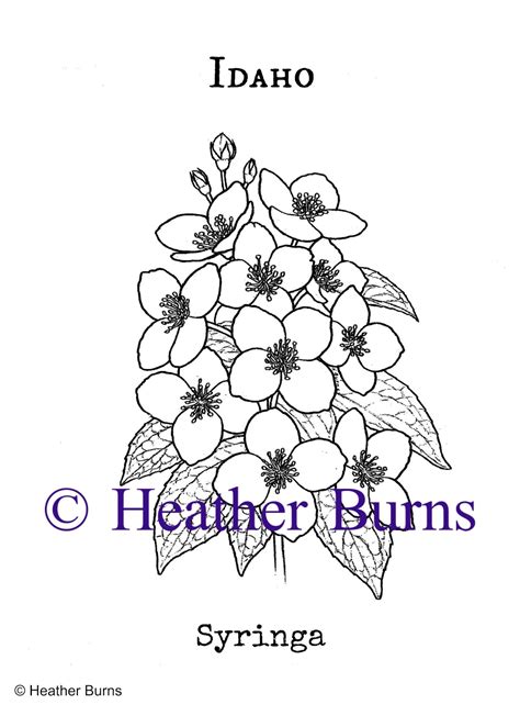 State Flower Coloring Book: Idaho State Flower: Syringa