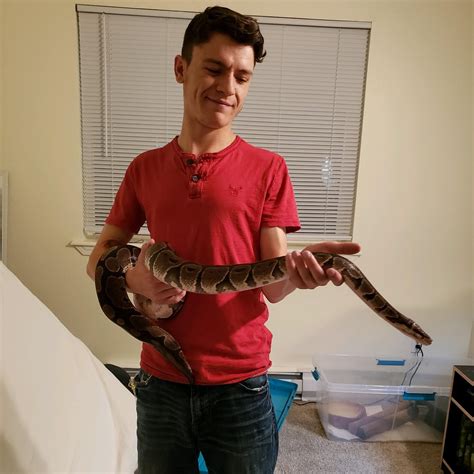 Image result for 3 Foot Ball Python