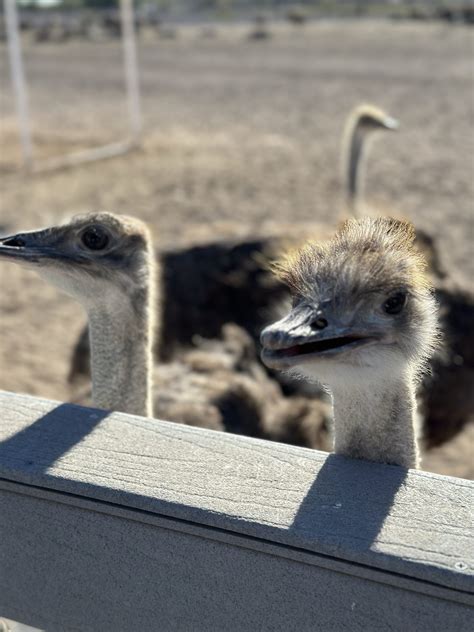 Rooster Cogburn Ostrich Ranch near Tucson - Phoenix With Kids