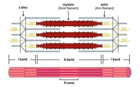 Draw the diagram of a sarcomere of skeletal muscle showing different ...