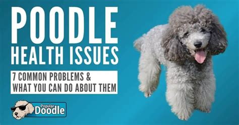 Image result for Cockapoo Problems