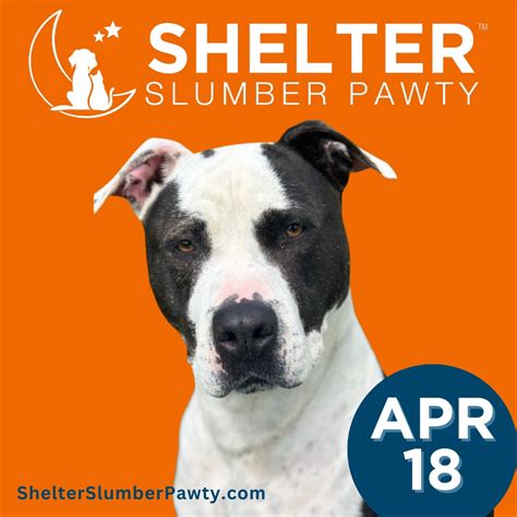 Adopt | Caroline County Humane Society | Animal Shelter