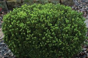 Image result for Buxus Microphylla Baby Gem