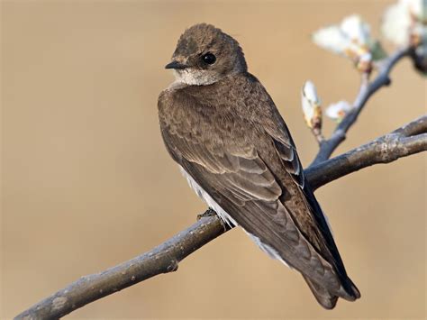 Northern Rough-winged Swallow - eBird