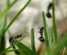 was tun gegen ameisen im was tun gegen ameisen im haus oder garten zuhause net was tun gegen ameisen im was tun gegen ameisen im haus oder garten zuhause net